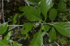 Randia uliginosa